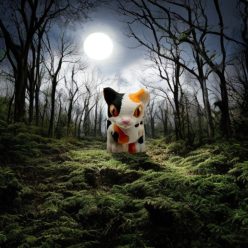 Foltos Macska - Mini